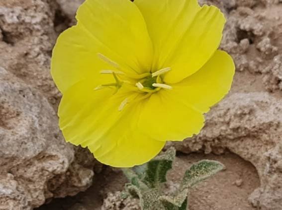 Grielum humifusum var. parviflorum